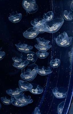 phong ấn hồn ngọc