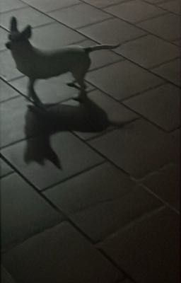 [PPW] 串串香