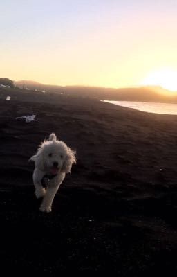 Puppy Love