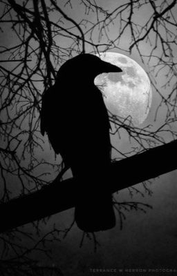 Quạ đêm báo thù (kyuhae)