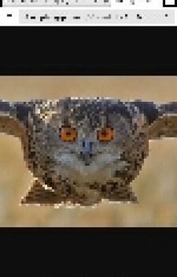 Quotes with Owl Head