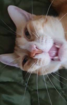 [R21](PhaiDei) Lằn Ranh