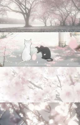 [Rhycap] -Cherry Blossom-