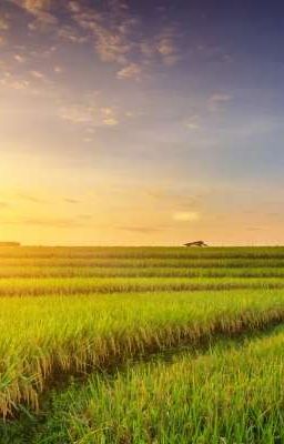 [RhyCap] : Gió đồng ru tình