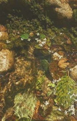 RiFlori| The light's trip