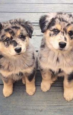 [RightRayGill] Dỗi òi