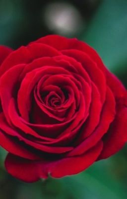 Roses book