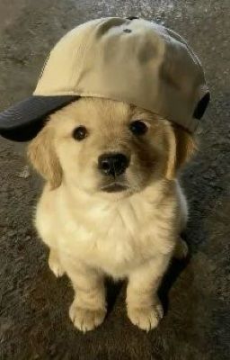 (Rozy) Sự Dịu Dàng 