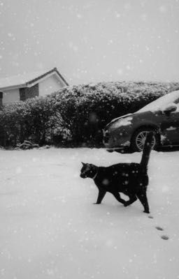 Ruhends - Mơ mộng