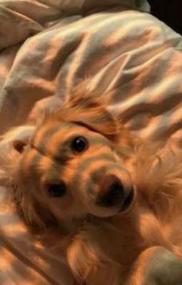 「Runut」Hiệp hội bảo vệ Golden Retriever đã gửi một tin nhắn 