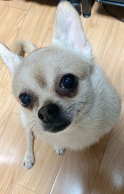 || ryul x ohyul || cảm ơn coco