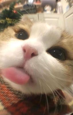 |ryuljin| cat beanie