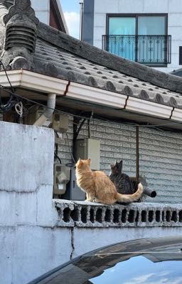 [Ryulwoo] his answer