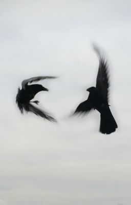 RYULWOO| The decaying border