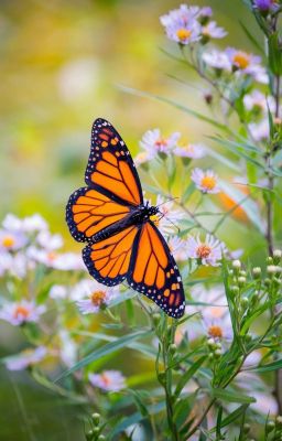 [Sambok] Hey kid, no smoking