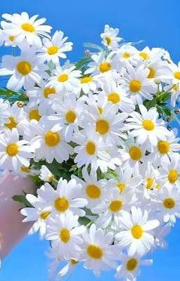 sanegiyuu | khi mùa đông qua đi