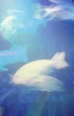 sb • summer never end