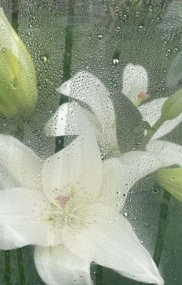 seankeon | áo lụa vương mực tàu