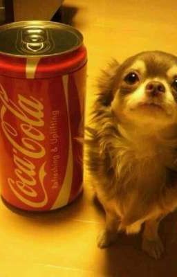 Seankeon | Đuôi cún