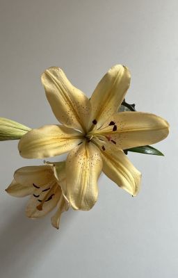 seankeon | loại bỏ tiếng ồn