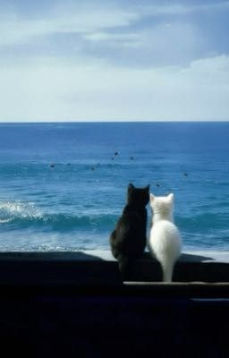 seankeon - một đôi