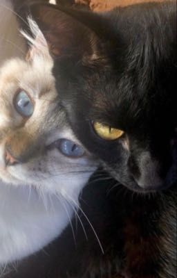 seankeon - một đời