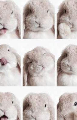 Seankeon | Thỏ ơi !!