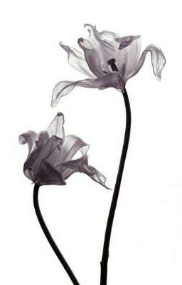 seankeon. tinh cầu