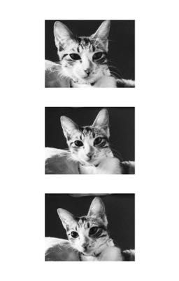 | seongji | ,  nhà có bạn mèo ngốc.