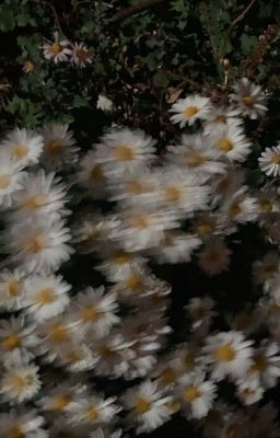 [Shadow House x Reader] Sau cơn mưa, người ở lại.