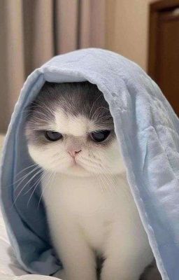 『shortfic - rhycap』 chia tay