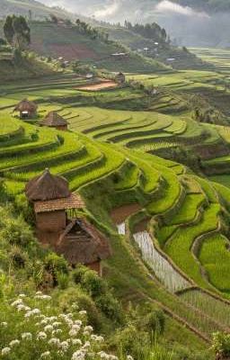 sk | Lồng son
