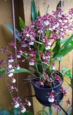 [sk] tình yêu da lô 