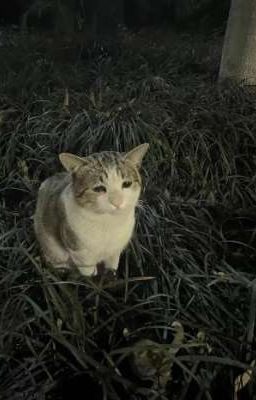 |Smeft|  ▶︎ •၊၊||၊|။||||။‌‌‌‌‌၊|• 23:30    