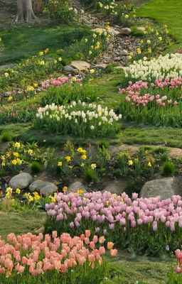 [sơn bình] nắng hoa niên