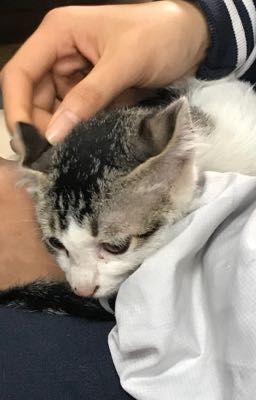 sơn bình - với anh.