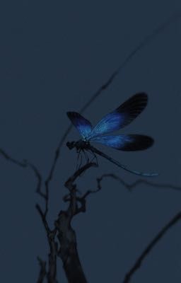 sonbinh | con chuồn chuồn