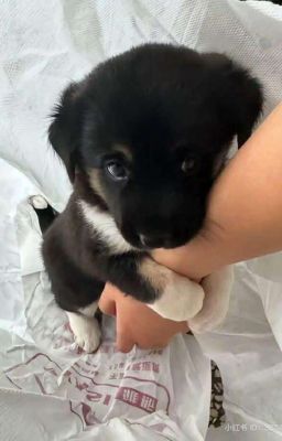 (SonBinh) Tên Trai Thẳng Đím Thúi!