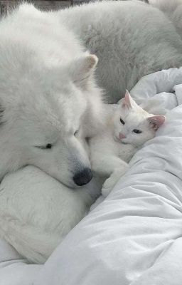• SonDillan • EABO • Bám Người 