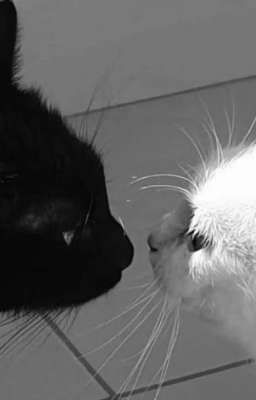 | Soonhoon | Tao Thích Mày