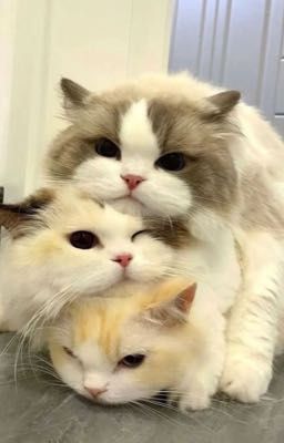 (StevenxKhangxHoàng) xinh yêu của các anh