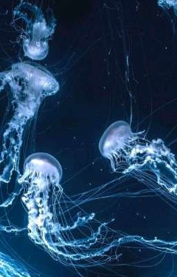 Sự phán quyết của thẩm phán