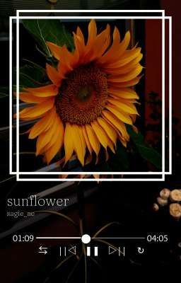 sunflower