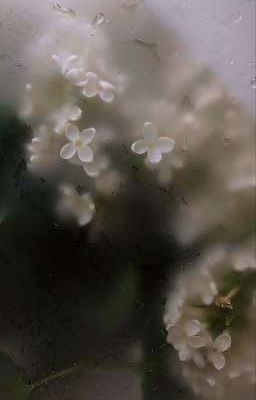 Sương Mờ Phủ Hoa 