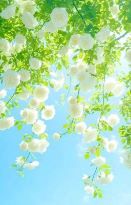 [T1] Giải pháp của đội trưởng