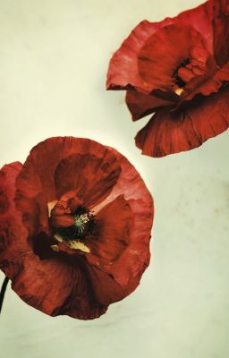 tặng cậu một bông hoa màu đỏ.