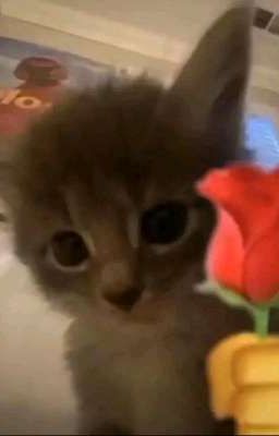 tặng chị bông hoa làm ngừi iu em nhoa🥺🫰