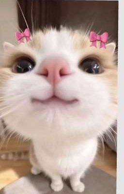 [Tbtn]one short tổng hợp