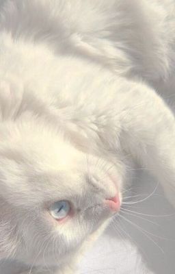 tbtn • vĩ cường • lãng mạn hoá việc quay lại với người yêu cũ