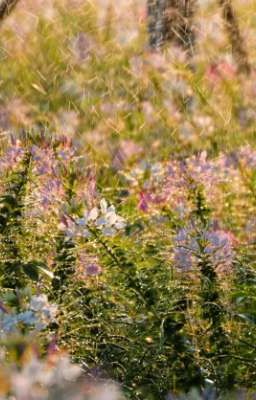 Thanh Vân Tố Ảnh